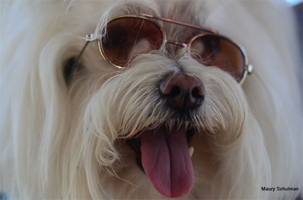 Doggy Four Eyes by Maury Schulman