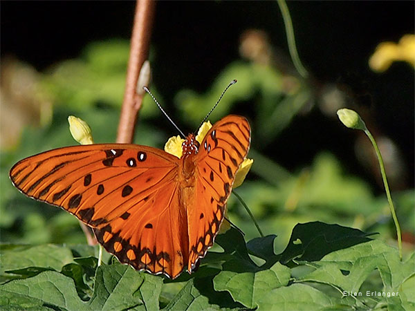 A Sip on a Summer Day by Ellen Erlanger