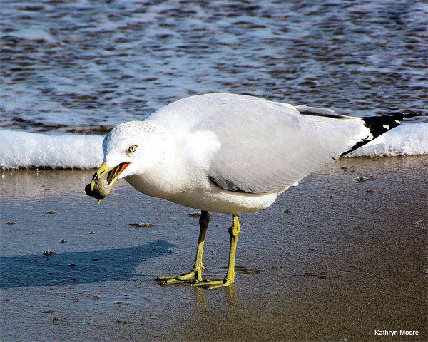 Hungry Gull by Kathryn Moore