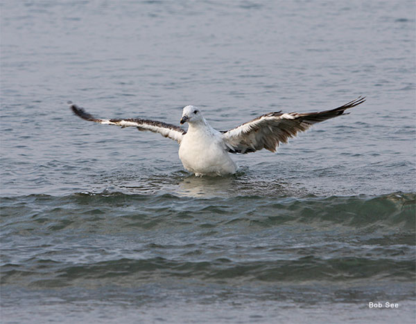 Plum Island Seagull by Bob See