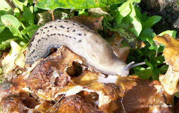 Mushrooms for Lunch by Lois Elaine Heckman